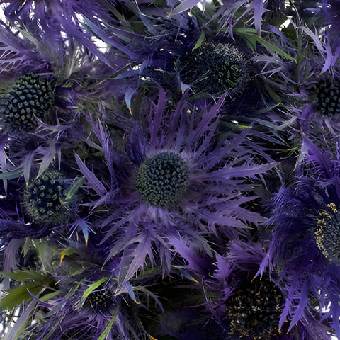 Deep Purple Thistle Flowers