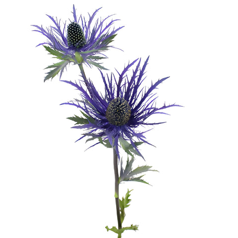 Deep Purple Thistle Flowers