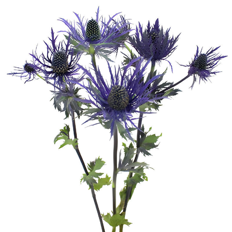 Deep Purple Thistle Flowers