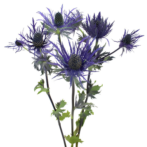 Deep Purple Thistle Flowers