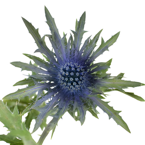Dark Blue Thistle Flowers