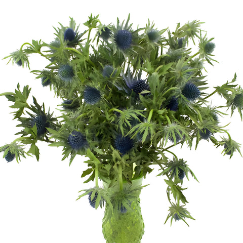 Dark Blue Thistle Flowers