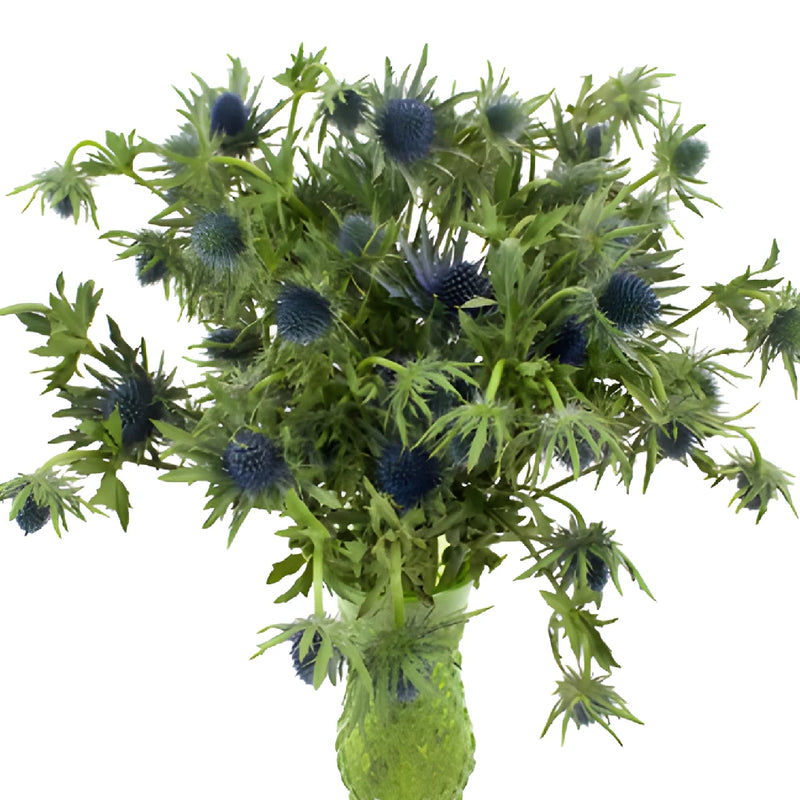 Dark Blue Thistle Flowers