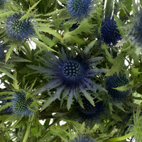 Dark Blue Thistle Flowers