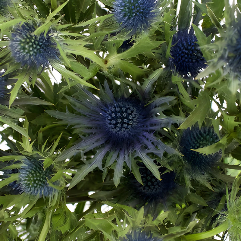 Dark Blue Thistle Flowers