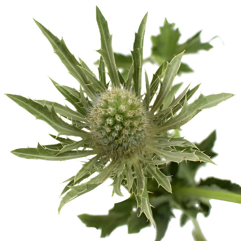 Sage Green Thistle Flowers