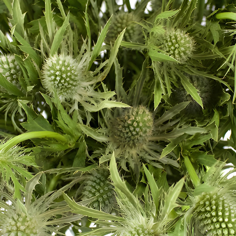 Sage Green Thistle Flowers