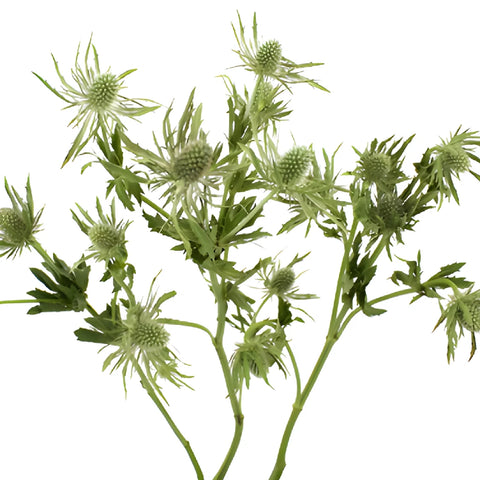 Sage Green Thistle Flowers