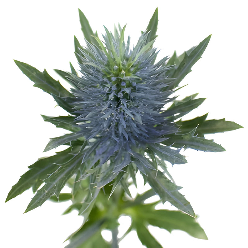 True Blue Supernova Thistle Flowers