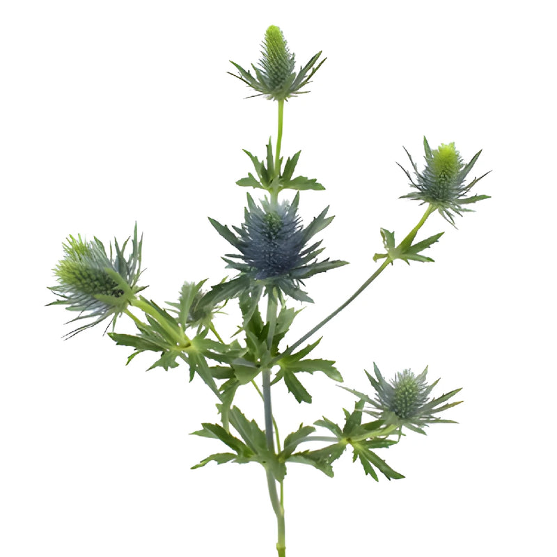 True Blue Supernova Thistle Flowers