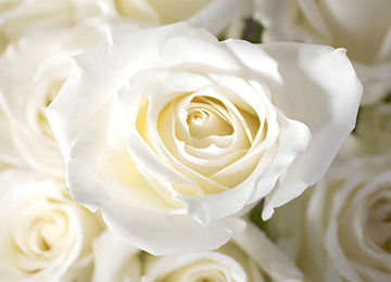 White rose DIY wedding flowers