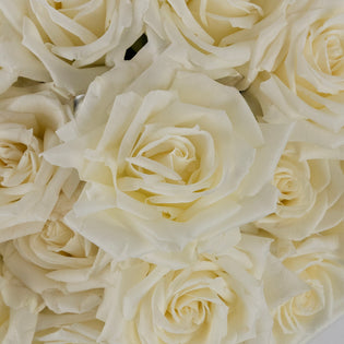 Eskimo White Rose Close Up - Image