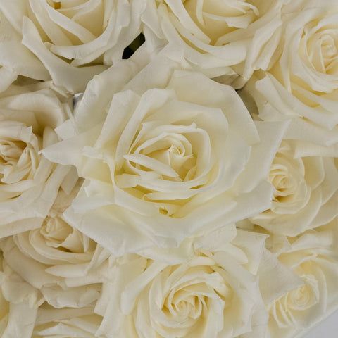 Eskimo White Rose Close Up - Image