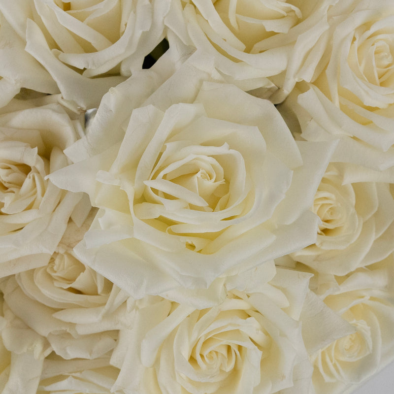 Eskimo White Rose Close Up - Image