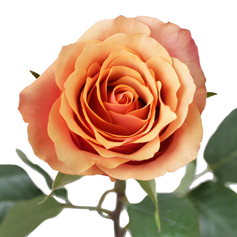 Citrus Sunrise Rose