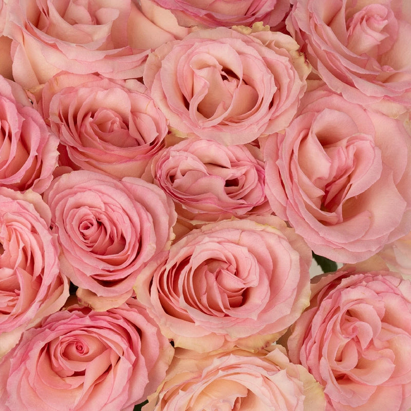 Esperance Creamy Pink Antique Rose Close Up - Image
