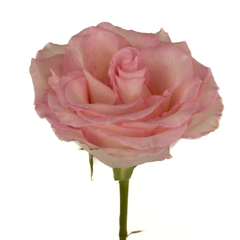 Esperance Creamy Pink Antique Rose Stem - Image
