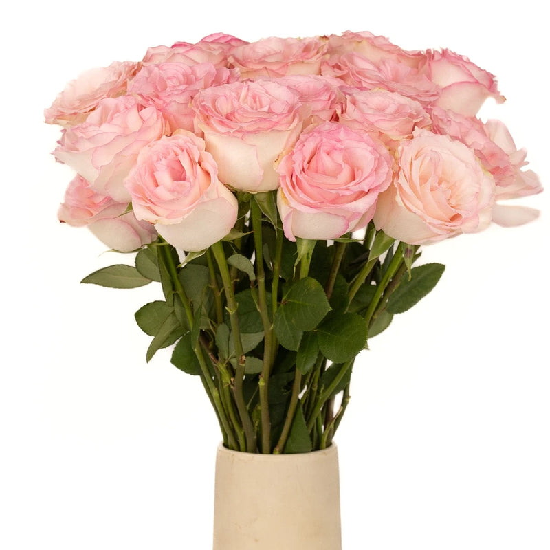 Esperance Creamy Pink Antique Rose Vase - Image