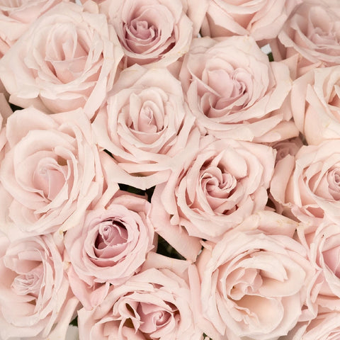 Esther Light Pink Roses Close Up - Image