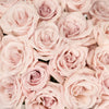 Esther Light Pink Roses