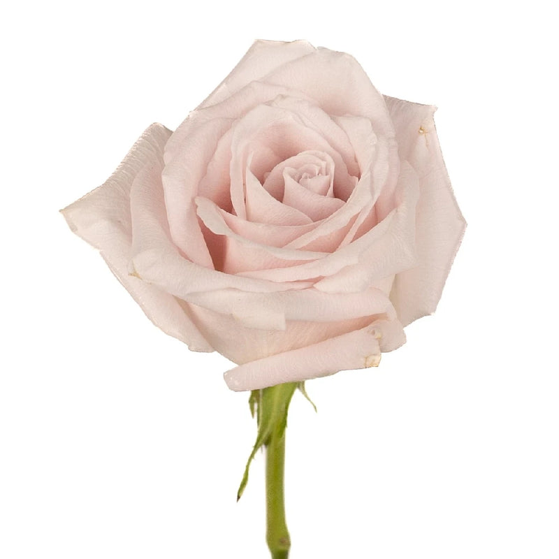 Esther Light Pink Roses Stem - Image