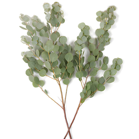 Gum Drop Eucalyptus DIY Bulk FlatLay