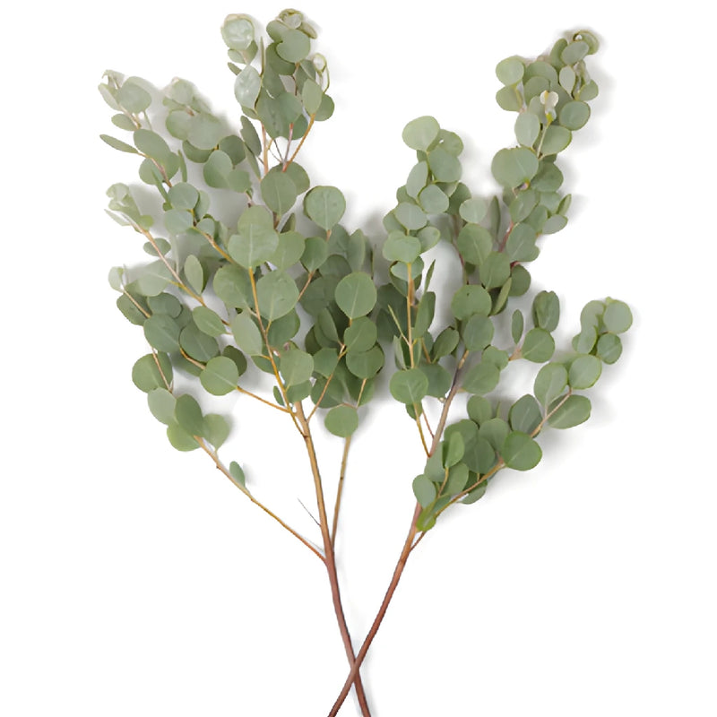 Gum Drop Eucalyptus DIY Bulk FlatLay