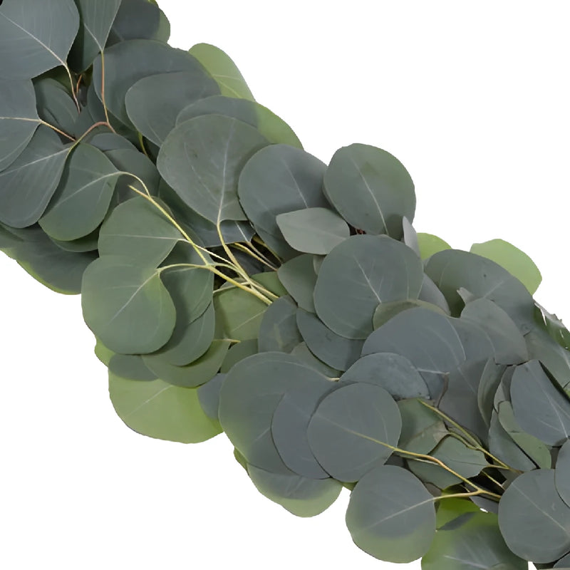 Silver Dollar Eucalyptus Garland Wholesale Greenery FlatLay