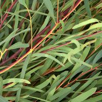Eucalyptus Nicholi Wholesale Greenery Up Close