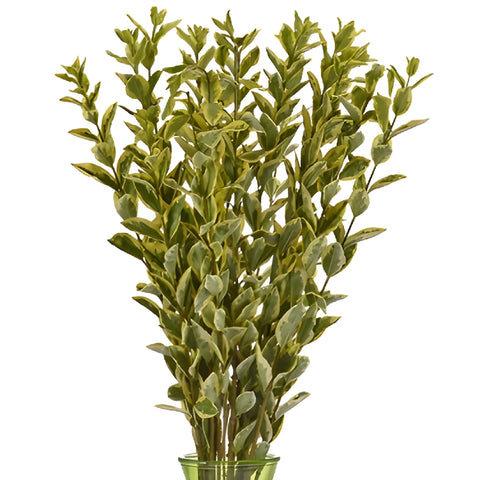 Wholesale greenery euonymus filler flowers sold as bulk