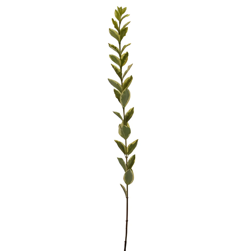 Single stem wholesale euonymus greenery sold near me for delivery