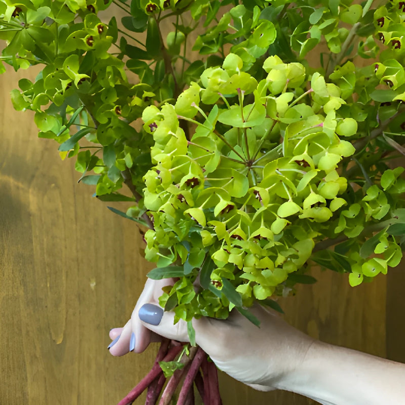 Wholesale greenery dog eye euphorbia filler flowers sold as bulk