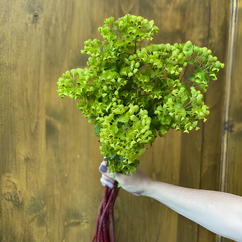 Fresh cut greens dog eye euphorbia greenery sold near me for delivery