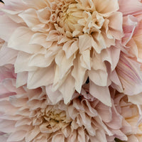 Evening Sun Dinner Plate Dahlia Flower Close Up - Image
