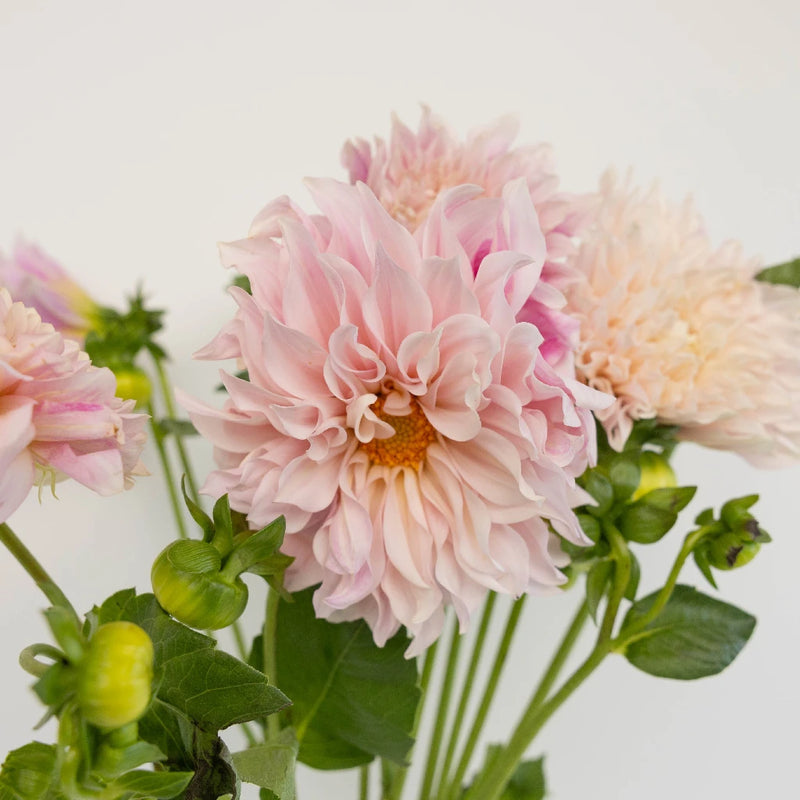 Evening Sun Dinner Plate Dahlia Flower Close Up - Image