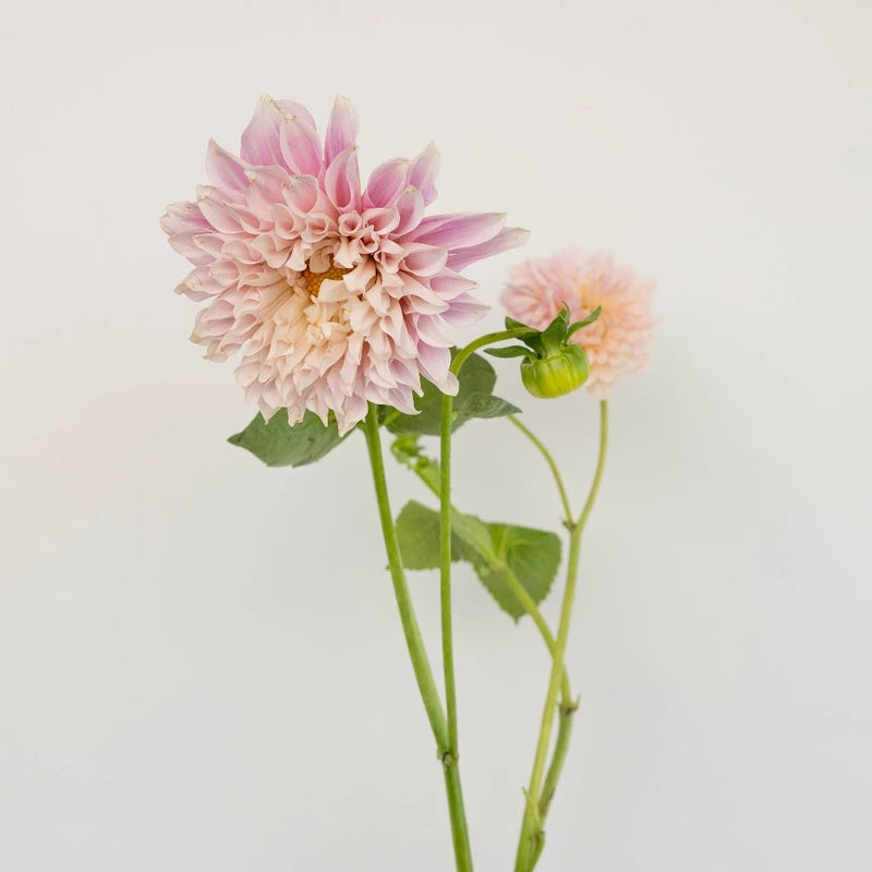 Evening Sun Dinner Plate Dahlia Flower Stem - Image