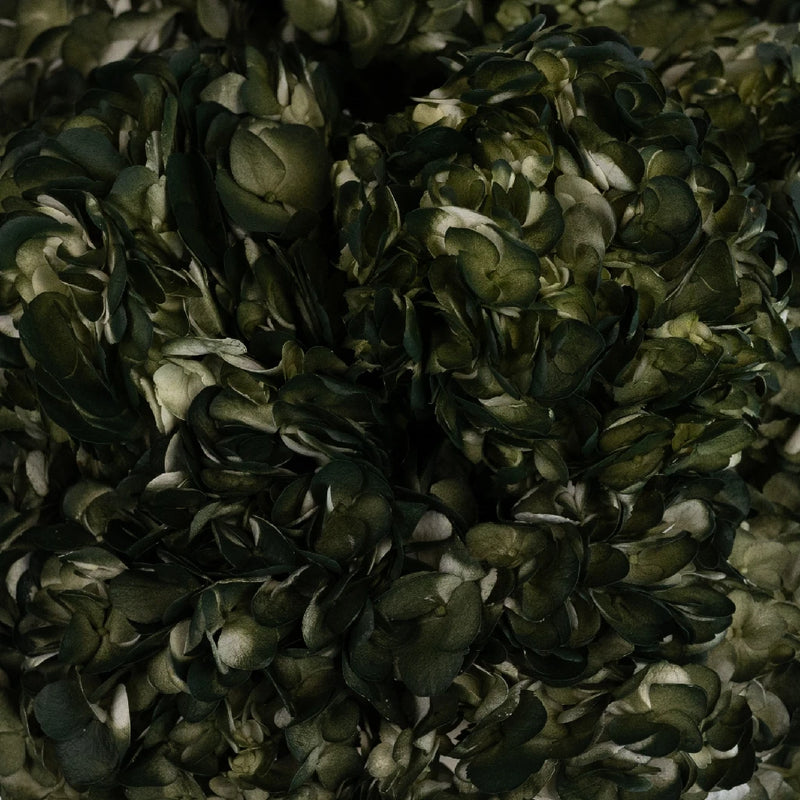 Evergreen Airbrushed Hydrangea Close Up - Image