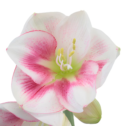 Pink Bicolor Amaryllis Flowers