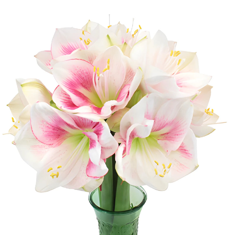 Pink Bicolor Amaryllis Flowers