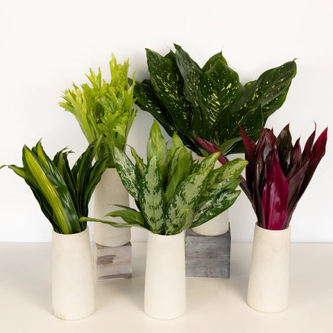 Exotic Jungle Colorful Greenery Kit Recipe - Image