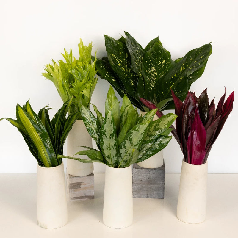 Exotic Jungle Colorful Greenery Kit Recipe - Image