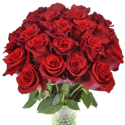 Explore the World Red Rose