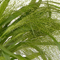 Bulk Explosion Grass