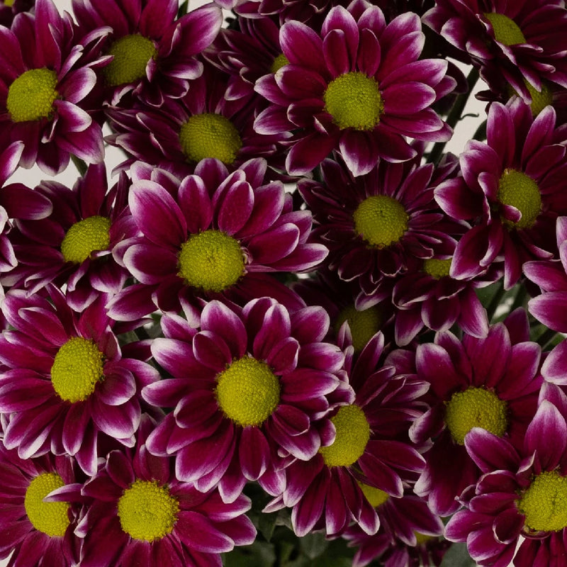 Fading Purpleberry Daisy Flower Close Up - Image