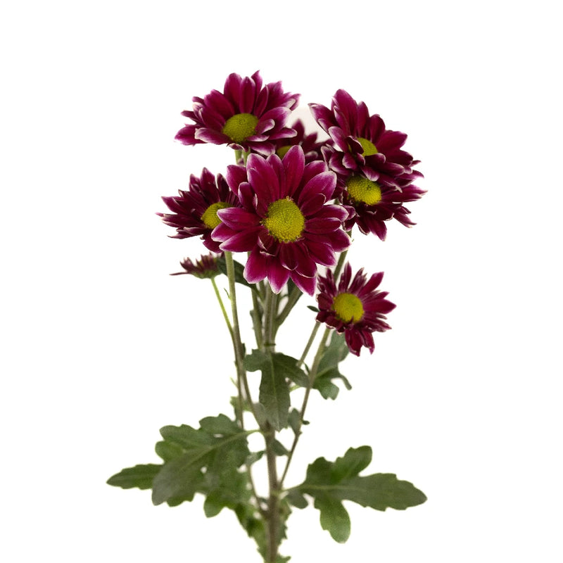 Fading Purpleberry Daisy Flower Stem - Image