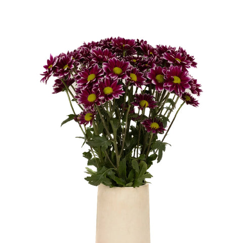 Fading Purpleberry Daisy Flower Vase - Image