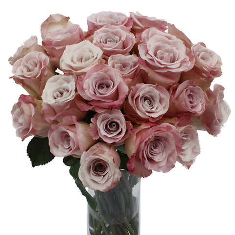 Faith Wholesale Lavender Roses