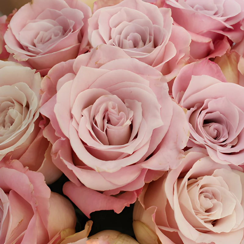 Faith Wholesale Lavender Roses