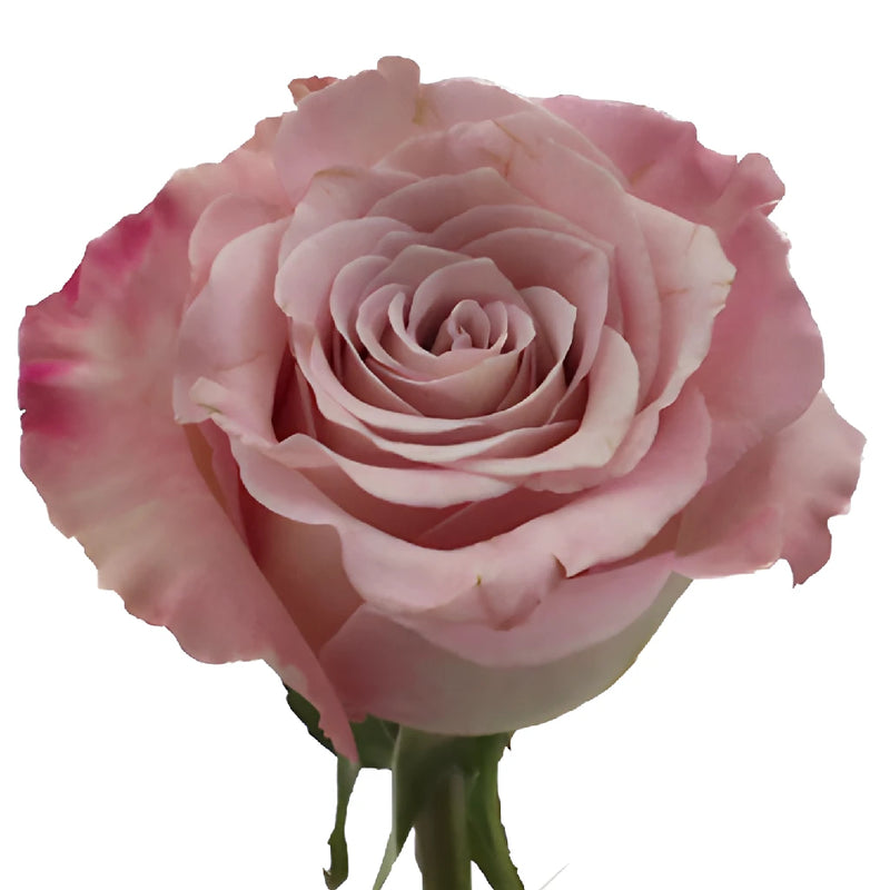 Faith Wholesale Lavender Roses