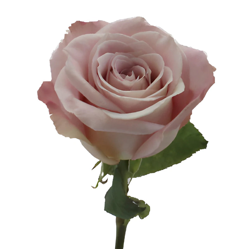 Faith Wholesale Lavender Roses